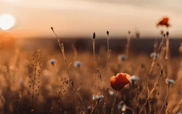 Еженедельный дайджест Адмитад. 10 — 16 августа